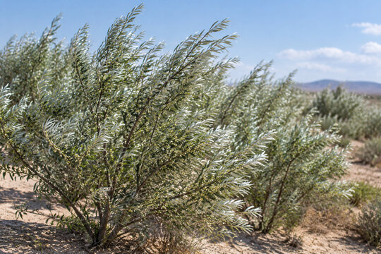 Oleaster shrubs with silvery leaves growing in sandy, arid soil.