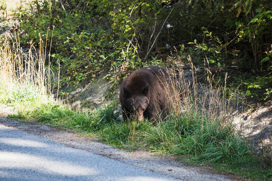 A wild black bear walks through a residential neighbourhood.  Whistler BC, Canada.