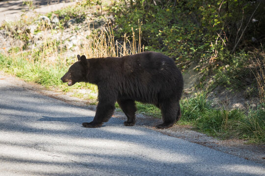 A wild black bear walks through a residential neighbourhood.  Whistler BC, Canada.