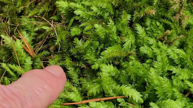 Close-up of fingers gently touching and turning small green moss leaves growing on an old tree root in a damp forest. Norway, Alver. September
