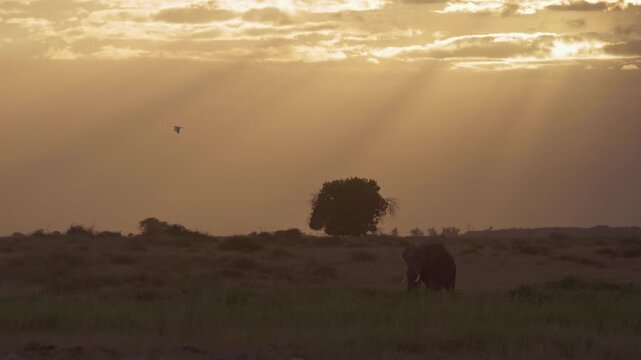 African elephant silhouetted at sunset in Amboseli National Park, Kenya, with a bird flying above it against the warm evening sky.