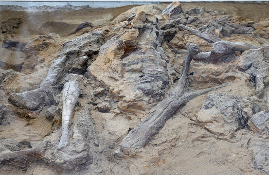 Real dinosaur bones from a hadrosaur dinosaur half uncovered at Dinosaur Provincial Park, Alberta Canada