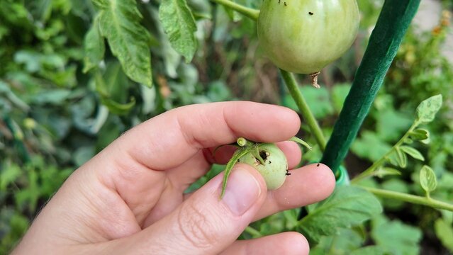 A person holds a small green unripe tomato between their fingers, standing beside a tomato plant with a larger green fruit and a green support stake