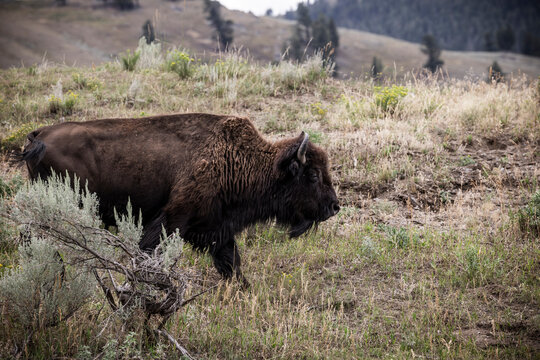 American Bison Grazing in a Meadow in Yellowstone National Park, USA