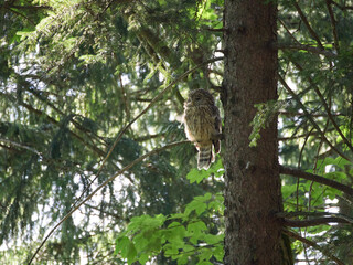 Puszczyk Uralski w Beskidzie Małym. Strix uralensis, Ural Owl © filozofgrecki