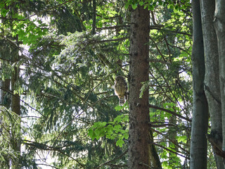 Puszczyk Uralski w Beskidzie Małym. Strix uralensis, Ural Owl © filozofgrecki
