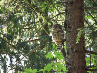 Puszczyk Uralski w Beskidzie Małym. Strix uralensis, Ural Owl © filozofgrecki
