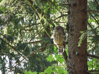 Puszczyk Uralski w Beskidzie Małym. Strix uralensis, Ural Owl © filozofgrecki