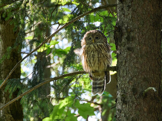 Puszczyk Uralski w Beskidzie Małym. Strix uralensis, Ural Owl © filozofgrecki