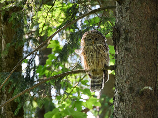 Puszczyk Uralski w Beskidzie Małym. Strix uralensis, Ural Owl © filozofgrecki