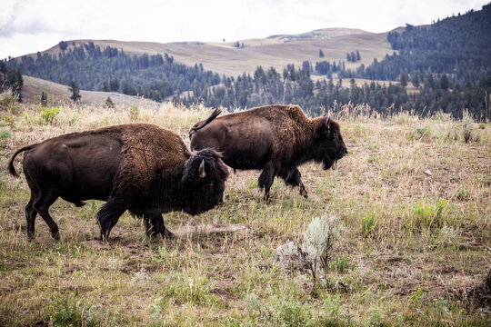 American Bison Grazing in a Meadow in Yellowstone National Park, USA