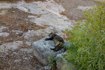 A cat sleeping on a rock, curled comfortably on the warm surface, creating a calm, natural outdoor moment. © ImagoRoom