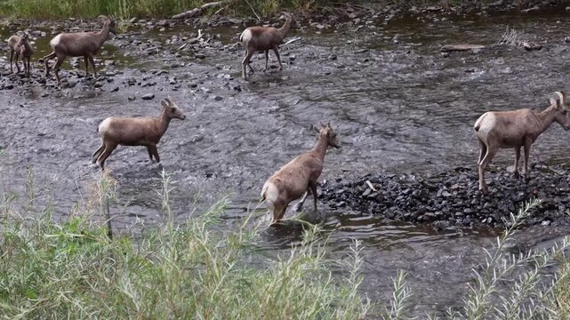 Bighorn sheep ewe with lambs wading in a river.