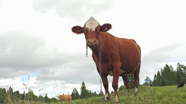 A brown cow stands in a grassy pasture on an overcast day, wearing a chain collar while other cows graze on rolling green hills, evoking peaceful rural farm life and pastoral calm.