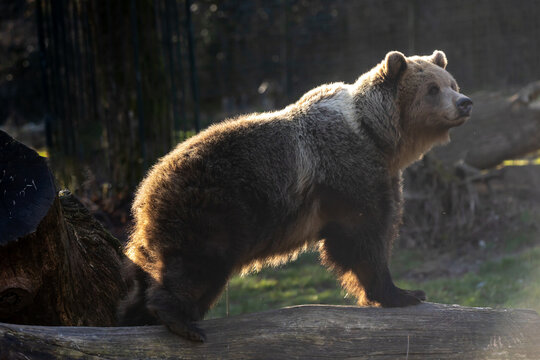 Braunb&auml;r im Gegenlicht