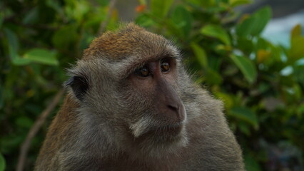 Detailed close up portrait of wild long tailed macaque monkey in Nusa Penida, Bali © SG Photography