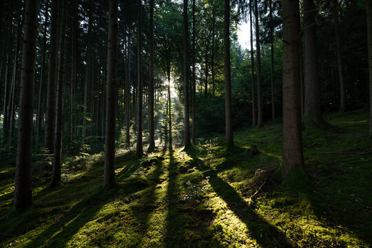The morning sun shines through the trees in the forest. The tall trunks cast shadows against the light.