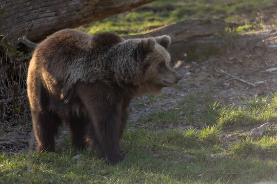 Braunb&auml;r im Gegenlicht