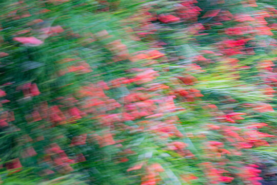 Vibrant red and green abstract garden background with soft motion. Small red cigar flower and green foliage impressionist style
