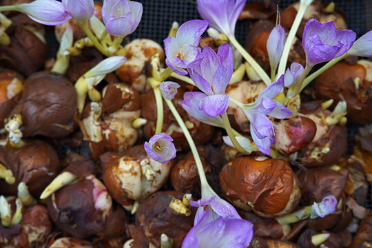 Lilac-colored autumn crocus bulbs blooming via dry forcing