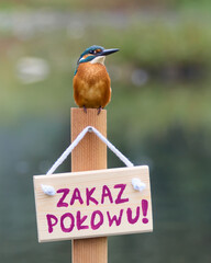 Zimorodek, Kingfisher, Alcedo atthis - ze znaczkiem no fishing lub zakaz połowu.  © filozofgrecki