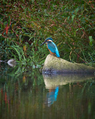 Zimorodek, Kingfisher, Alcedo atthis na polowaniu. © filozofgrecki