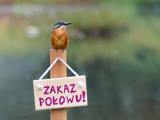 Zimorodek, Kingfisher, Alcedo atthis - ze znaczkiem no fishing lub zakaz połowu.  © filozofgrecki