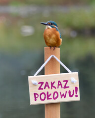 Zimorodek, Kingfisher, Alcedo atthis - ze znaczkiem no fishing lub zakaz połowu.  © filozofgrecki