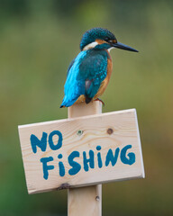 Zimorodek, Kingfisher, Alcedo atthis - ze znaczkiem no fishing lub zakaz połowu.  © filozofgrecki