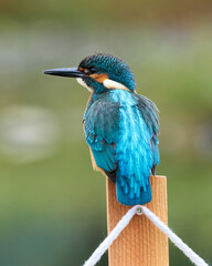 Zimorodek, Kingfisher, Alcedo atthis - ze znaczkiem no fishing lub zakaz połowu.  © filozofgrecki