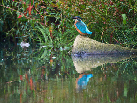 Zimorodek, Kingfisher, Alcedo atthis na polowaniu.