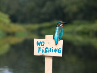 Zimorodek, Kingfisher, Alcedo atthis - ze znaczkiem no fishing lub zakaz połowu.  © filozofgrecki