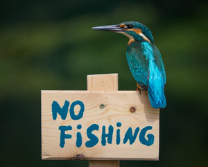 Zimorodek, Kingfisher, Alcedo atthis - ze znaczkiem no fishing lub zakaz połowu.  © filozofgrecki