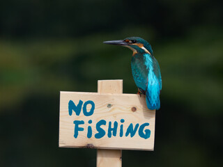 Zimorodek, Kingfisher, Alcedo atthis - ze znaczkiem no fishing lub zakaz połowu.  © filozofgrecki