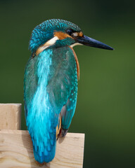 Zimorodek, Kingfisher, Alcedo atthis na polowaniu © filozofgrecki