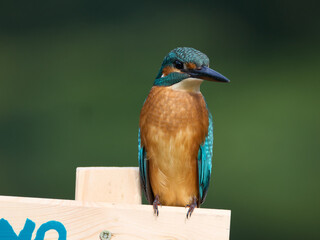 Zimorodek, Kingfisher, Alcedo atthis na polowaniu. © filozofgrecki