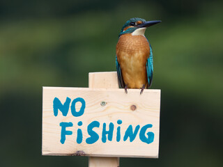 Zimorodek, Kingfisher, Alcedo atthis - ze znaczkiem no fishing lub zakaz połowu.  © filozofgrecki