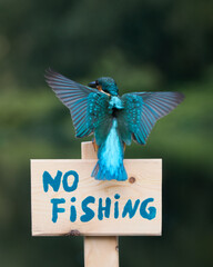 Zimorodek, Kingfisher, Alcedo atthis - ze znaczkiem no fishing lub zakaz połowu.  © filozofgrecki