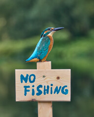 Zimorodek, Kingfisher, Alcedo atthis - ze znaczkiem no fishing lub zakaz połowu.  © filozofgrecki