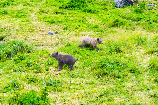 Two Coastal Brown Bear Cubs Frolicking in a Grassy Area - Haines