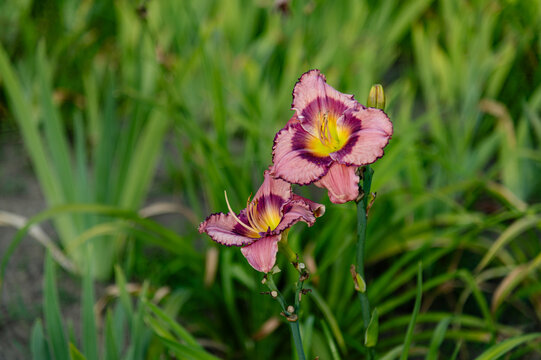 Flower blooms in a garden with green plants around