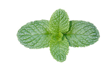 Isolated on a transparent background, a top-down view of serrated mint leaves in a fresh, vibrant green color. © TAMER YILMAZ