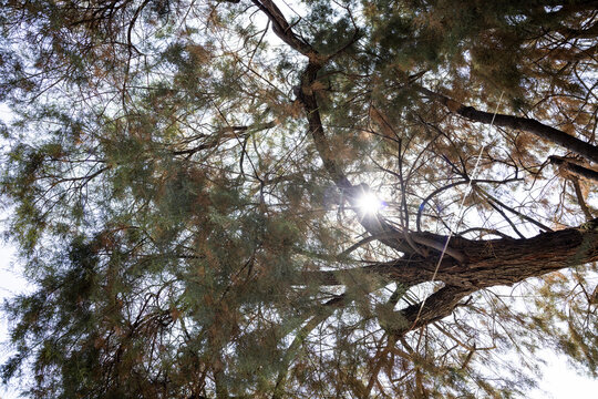 Sunlight Shining Through the Branches of Pinyon Pine Trees in Summer.