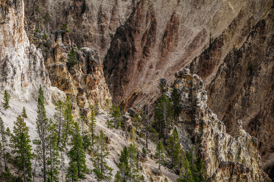 Pine Trees Clinging to Rugged Cliffs in Yellowstone National Park, Wyoming, USA