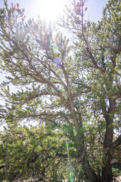 Sunlight Shining Through the Branches of Pinyon Pine Trees in Summer.