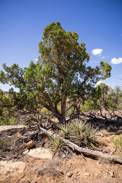 Sunlight Shining Through the Branches of Pinyon Pine Trees in Summer.