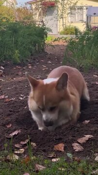 A cute Pembroke Welsh Corgi dog enthusiastically digging a hole in the backyard soil