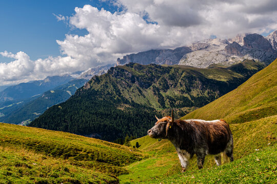 krowa z dolomit&oacute;w