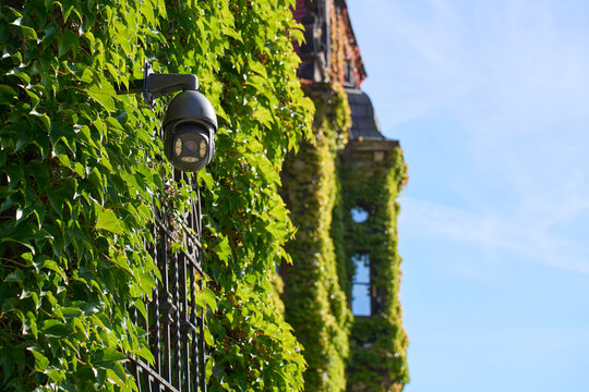 Outdoor security camera mounted among dense ivy on building exterior