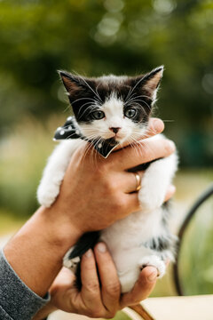 Cute black and white tuxedo kitten wearing a polka dot bow tie held safely in human hands outdoors.